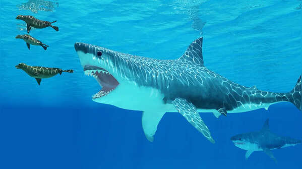 Megalodon