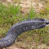 Act one: The cobra bluff