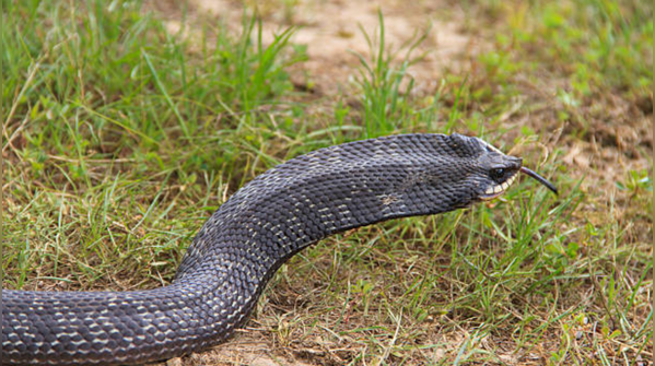 Act one: The cobra bluff