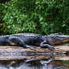 Female alligators protect their babies