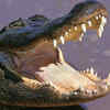 Article image for: Baby alligators start making sounds before hatching