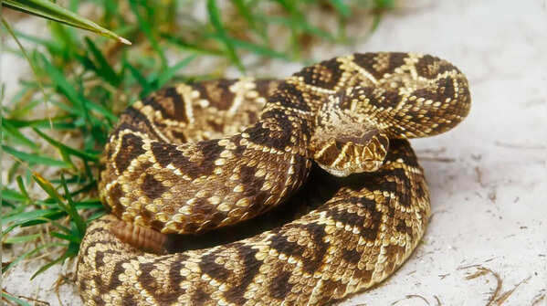 This is where snakes hide in Australian homes