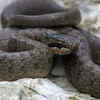 The Smooth Snake (Coronella austriaca)