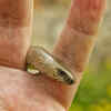 The Slow Worm (Anguis fragilis)