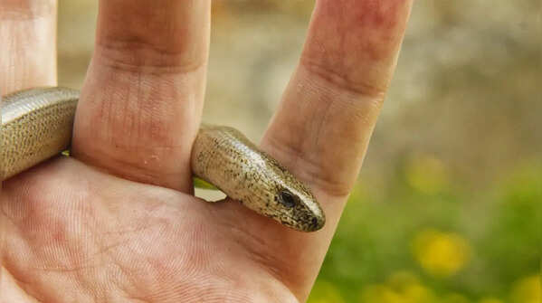 The Slow Worm (Anguis fragilis)