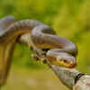 The Aesculapian Snake (Zamenis longissimus)