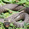  The Australian Scrub Python