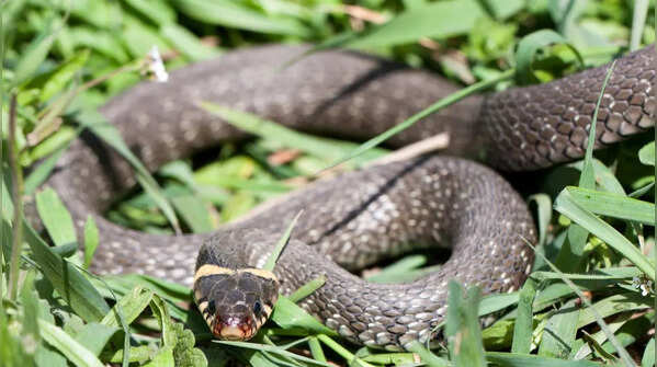 The Australian Scrub Python
