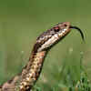 The Burmese Python