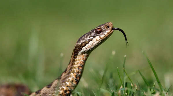 The Burmese Python