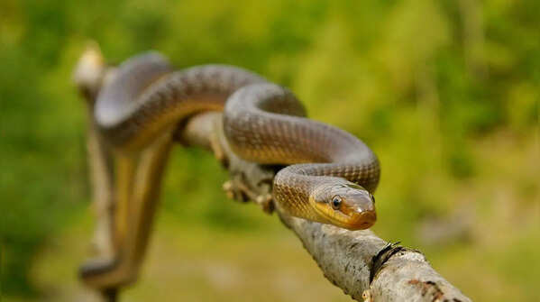 The Reticulated Python