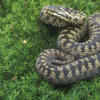The green anaconda