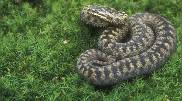The green anaconda