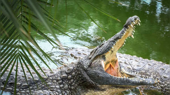 Snakes that can kill and eat crocodiles