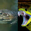 The snake does not unhinge its jaw
