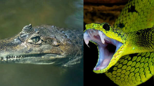The snake does not unhinge its jaw