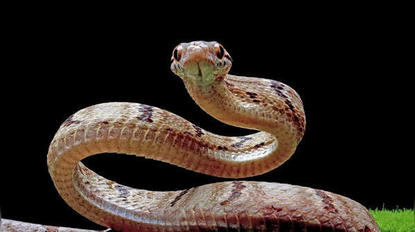 How a snake eats a crocodile
