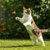 Why cats are considered royal pets