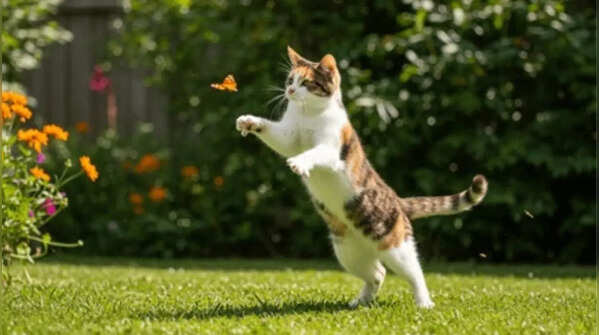 Why cats are considered royal pets