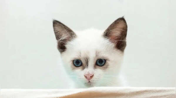 From Japan to Turkey: Why some cultures treat cats like royalty