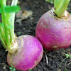 Turnip