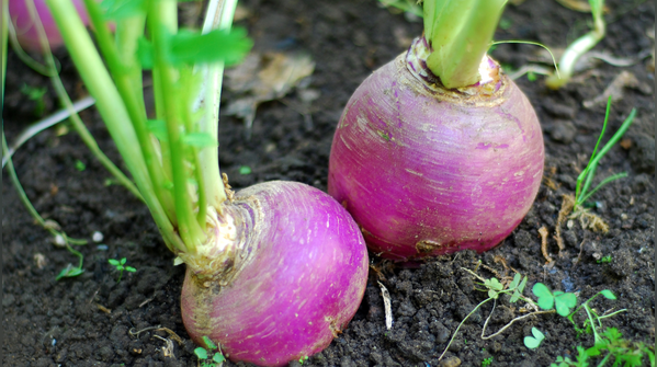 Turnip
