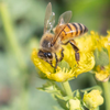 What the escaped bees did next