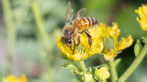 What the escaped bees did next