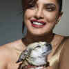 Priyanka Chopra, the proud pet parent of Diana, Gino and Panda