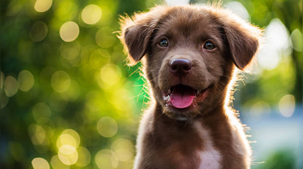 Naming a puppy is one of those things that feels simple until you're actually doing it