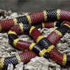 Texas rat snake