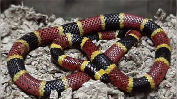 Texas rat snake