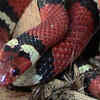 Kingsnake