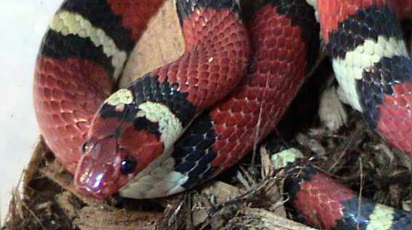 Kingsnake