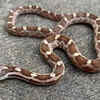 Texas coral snake