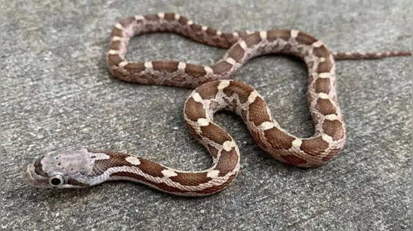 Texas coral snake