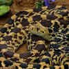 Bullsnake