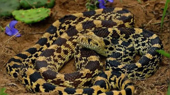 Bullsnake