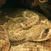 Western diamondback rattlesnake