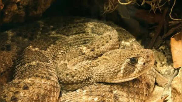 Western diamondback rattlesnake