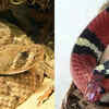 Article image for: Snakes of Texas: Common species found, how to identify them, and how to stay safe