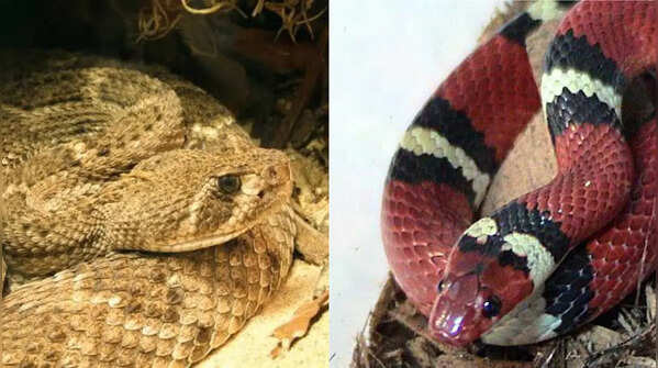 Snakes of Texas: Common species found, how to identify them, and how to stay safe
