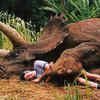 Triceratops