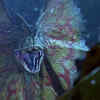 Dilophosaurus