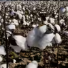 Article image for: Govt waives cotton import duty till October 30 to boost supplies, ease input costs