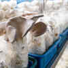 Grow mushrooms with them