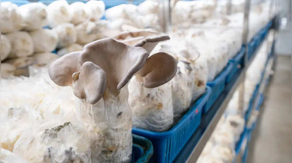 Grow mushrooms with them