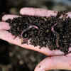 Feed the worms