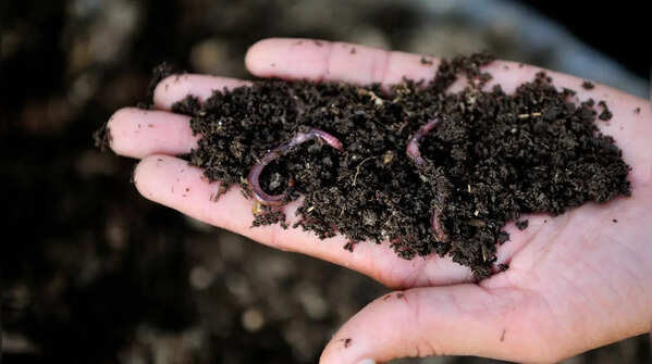 Feed the worms
