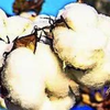 Article image for: 5-month duty relief for cotton imports